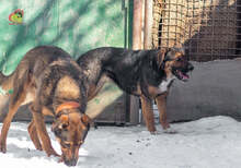 MANDY, Hund, Mischlingshund in Slowakische Republik - Bild 9