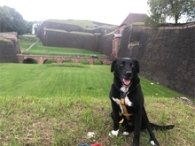 KELANI, Hund, Mischlingshund in Großkrotzenburg - Bild 2