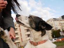 JAX, Hund, Mischlingshund in Berlin - Bild 4