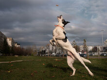 JAX, Hund, Mischlingshund in Berlin - Bild 5