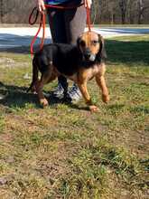 HUBERT, Hund, Mischlingshund in Kroatien - Bild 13