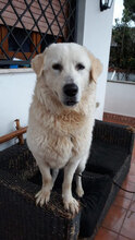 REX, Hund, Maremmano in Italien - Bild 3