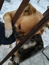 AURELIA, Hund, Boxer-Mix in Ungarn - Bild 6