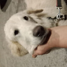 GIONNY, Hund, Mischlingshund in Italien - Bild 1