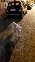 GIONNY, Hund, Mischlingshund in Italien - Bild 2