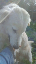 GIONNY, Hund, Mischlingshund in Italien - Bild 5