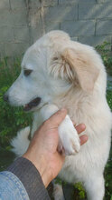 GIONNY, Hund, Mischlingshund in Italien - Bild 6