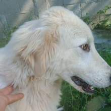 GIONNY, Hund, Mischlingshund in Italien - Bild 8