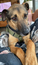 ARANCHO, Hund, Mischlingshund in Bulgarien - Bild 1