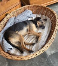 ARANCHO, Hund, Mischlingshund in Bulgarien - Bild 3