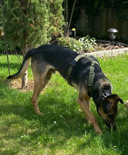 ARANCHO, Hund, Mischlingshund in Bulgarien - Bild 4
