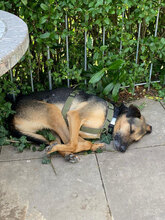 ARANCHO, Hund, Mischlingshund in Bulgarien - Bild 5