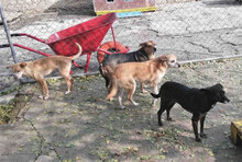 BAMBI, Hund, Mischlingshund in Bulgarien - Bild 2
