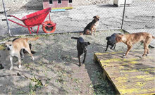 BAMBI, Hund, Mischlingshund in Bulgarien - Bild 4