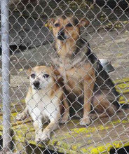 BAMBI, Hund, Mischlingshund in Herzogenaurach - Bild 1
