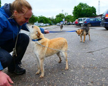 BAMBI, Hund, Mischlingshund in Herzogenaurach - Bild 14
