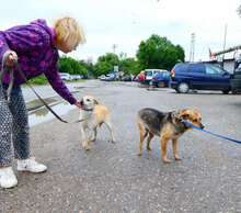 BAMBI, Hund, Mischlingshund in Herzogenaurach - Bild 15