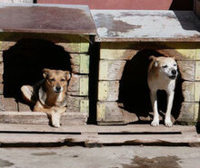 BAMBI, Hund, Mischlingshund in Herzogenaurach - Bild 8