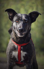 TEREZKA, Hund, Mischlingshund in Slowakische Republik - Bild 2