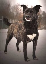 TEREZKA, Hund, Mischlingshund in Slowakische Republik - Bild 3