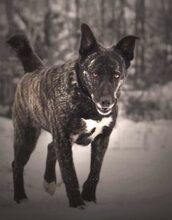 TEREZKA, Hund, Mischlingshund in Slowakische Republik - Bild 4