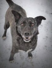 TEREZKA, Hund, Mischlingshund in Slowakische Republik - Bild 5