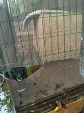 TEREZKA, Hund, Mischlingshund in Slowakische Republik - Bild 7