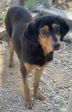 ACERRA, Hund, Mischlingshund in Griechenland - Bild 2