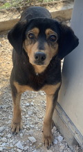 ACERRA, Hund, Mischlingshund in Griechenland - Bild 3