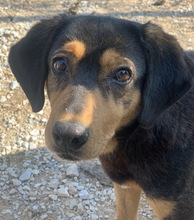 ACERRA, Hund, Mischlingshund in Griechenland - Bild 4