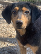 ACERRA, Hund, Mischlingshund in Griechenland - Bild 5