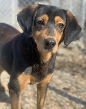 ACERRA, Hund, Mischlingshund in Griechenland - Bild 9