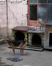 BARBI, Hund, Mischlingshund in Bulgarien - Bild 10