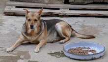BARBI, Hund, Mischlingshund in Bulgarien - Bild 11
