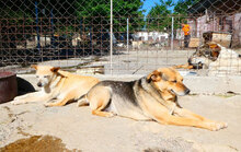 BARBI, Hund, Mischlingshund in Bulgarien - Bild 13