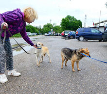 BARBI, Hund, Mischlingshund in Bulgarien - Bild 15