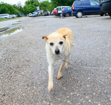 BARBI, Hund, Mischlingshund in Bulgarien - Bild 16