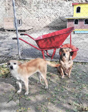 BARBI, Hund, Mischlingshund in Bulgarien - Bild 3