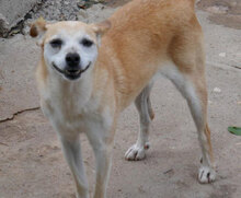 BARBI, Hund, Mischlingshund in Bulgarien - Bild 9