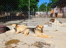BARBI, Hund, Mischlingshund in Herzogenaurach - Bild 12