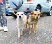 BARBI, Hund, Mischlingshund in Herzogenaurach - Bild 17