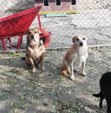 BARBI, Hund, Mischlingshund in Herzogenaurach - Bild 5
