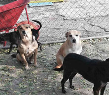 BARBI, Hund, Mischlingshund in Herzogenaurach - Bild 6