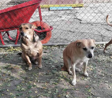 BARBI, Hund, Mischlingshund in Herzogenaurach - Bild 7
