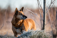 MILA, Hund, Mischlingshund in Altenholz - Bild 3