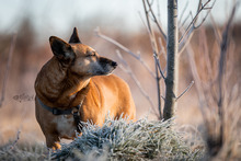 MILAJ, Hund, Mischlingshund in Altenholz - Bild 4