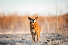 MILA, Hund, Mischlingshund in Altenholz - Bild 8