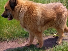 ALF, Hund, Ciobanesc Romanesc Mioritic-Mix in Rumänien - Bild 6