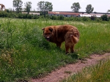 ALF, Hund, Ciobanesc Romanesc Mioritic-Mix in Rumänien - Bild 8