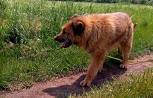 ALF, Hund, Deutscher Schäferhund-Mioritic-Mix in Rumänien - Bild 7
